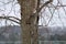 Dead Elm Tree in winter caused by Dutch Elm Disease DED Ophiostoma ulmi