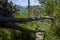 Dead eucalyptus tree lying across path on mountain rainforest