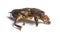 Dead European mole cricket, isolated