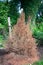 A Dead Evergreen Tree Covered in Brown Needles