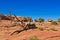 Dead fallen tree at Canyon de Chelle, Arizona