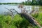 Dead fallen tree lies on the bank of the river half in the water in the midst of the wild nature