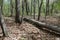 Dead fallen tree trunk in the forest