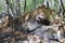 Dead fallen tree trunk in the forest