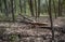 Dead fallen tree trunk in the forest