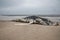 Dead Female Humpback Whale including Tail and Dorsal Fins on Fire Island, Long Island, Beach, with Sand in Foreground and Atlantic