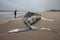 Dead Female Humpback Whale including Tail and Dorsal Fins on Fire Island, Long Island, Beach, with Sand in Foreground and Atlantic