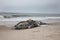 Dead Female Humpback Whale including Tail and Dorsal Fins on Fire Island, Long Island, Beach, with Sand in Foreground and Atlantic