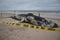 Dead Female Humpback Whale including Tail and Dorsal Fins on Fire Island, Long Island, Beach, with Sand in Foreground and Houses i