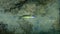 Dead female ornate wrasse Thalassoma pavo on sea bottom, Aegean Sea