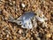 Dead fish with Fishbone on the beach, Close up and Macro shot, Sea environmental pollution concept