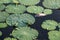 Dead fish floating in the dark water pollution with green plants in waste lake