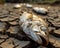 Dead fish lies on parched earth symbolizing environmental challenges and water scarcity, water scarcity and drying rivers image