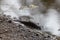 dead fish on rocky shore in small reflective pond