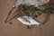 Dead fish scavenger on the sandy shore of Lake Peipus