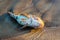 Dead fish shorthorn sculpin on a seashore sand