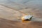 Dead fish shorthorn sculpin on a seashore sand