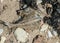 Dead fish skeleton fragments on a pebble background, Baltic Sea coast, Estonia