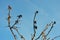 Dead flower heads and sharp spikes on a bush, against a blue sky.