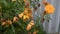 Dead flower plant close up HD stock footage. gimbal