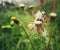 Dead flowers with cobwebs on top