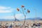 dead flowers in the desert with a blue sky in the background