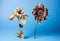 dead flowers, front view, product photography, two tone background - generative Ai illustration