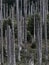 Dead forest in the Harz, Germany