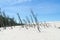 Dead forest on the Lacka Dune in Slowinski National Park, Leba, Poland. Traveling sand dunes absorbing the forest.