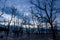 Dead forest at muddy beach at twilight