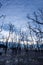 Dead forest and muddy beach at twilight