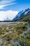 Dead forest in valley of Rio Fitz Roy river in National Park Los Glaciares, Patagonia, Argenti