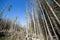 Dead forest wide angle photography. Pine trees after air pollution and acid rains.