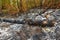 Dead forest after wildfire. Burnt woods and tree in the forest after fire. Large wildfire on the mountain burn woods in the forest