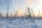 Dead forest in winter in Siberian taiga