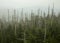 Dead Fraser Firs, Clingmans Dome