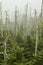 Dead Fraser Firs, Clingmans Dome