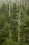 Dead Fraser Firs, Clingmans Dome