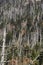 Dead Fraser firs in Smoky National Park