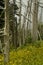 Dead Fraser Firs, Wildflowers