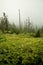 Dead Fraser Firs, Wildflowers