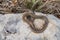 Dead Freminville`s Scorpion-eating Snake Stenorrhina freminvillei , northwestern Guatema
