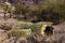 Dead Giant Saguaro cactus has rotted and fallen in Organ Pipe Cactus National Monument