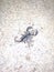 Dead Gigantic Black Scorpion