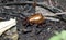 Dead golden beetle