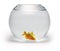 Dead Goldfish Bowl