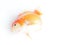 Dead goldfish on white background, Top view