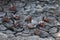 dead grape snails on cracked earth