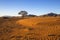 Dead grass in an arid country