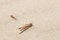 Dead grasshopper on sand